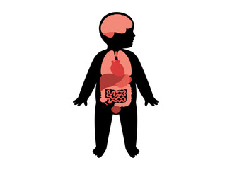 Internal organs of the child