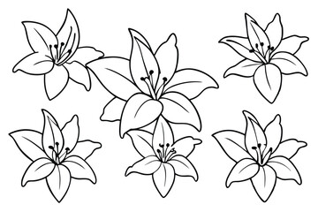 lily flower outline drawing