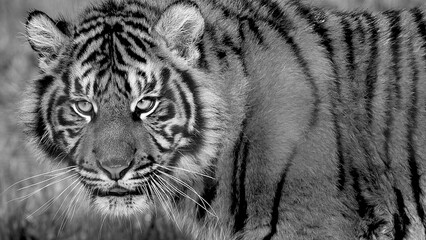 Naklejka premium Black and white, monochrome, extreme close up portrait of a tiger cub staring directly into the camera lens. Full property release provided for commercial usage