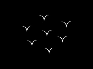 Fototapeta premium birds