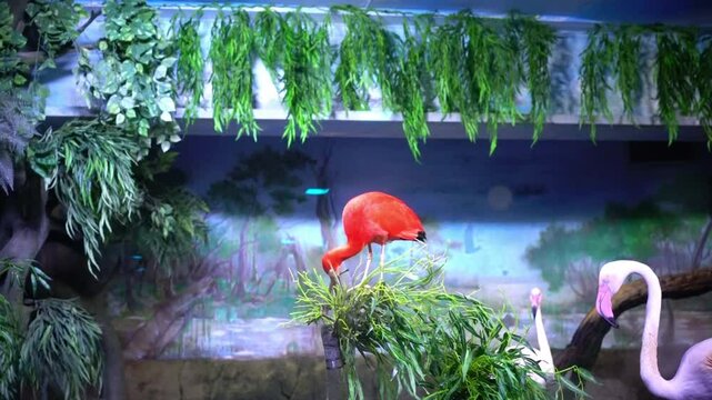 Scarlet ibis perched on a branch with lush green foliage and two pink flamingos nearby, creating a vibrant tropical scene in zoo