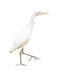 A white bird with a yellow beak is walking on a white background