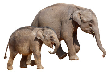 Obraz premium Two elephants walking together, one of which is a baby