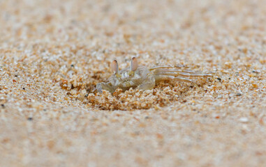 A crab is sitting in the sand