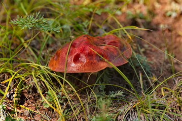 Russia, Eastern Siberia, Buryatia. Edible mushrooms in the Sayan Mountains, overgrown with...