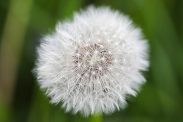 Dandelion on green background
