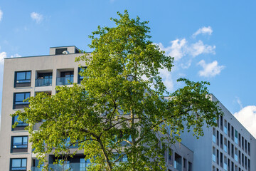 A modern apartment building in the city with a green tree in the foreground. The building is illuminated by the sun on a bright spring day, showcasing its contemporary elevation.