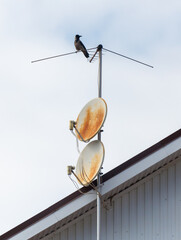 A bird is perched on a satellite dish