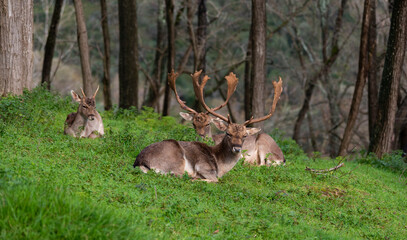 Fallow deer sitting and resting in a forest on green grass