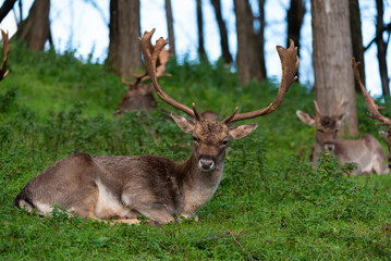 Fallow deer sitting and resting in a forest on green grass