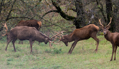 Fototapeta premium Male deer fighting over females during the mating season
