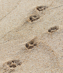A set of paw prints in the sand