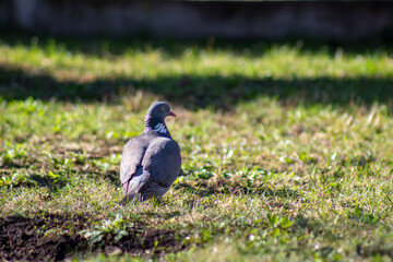 A pigeon standing in the grass on a sunny day
