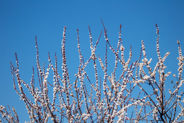 A tree with white flowers against a blue sky