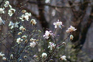 A bunch of white flowers that are on a tree