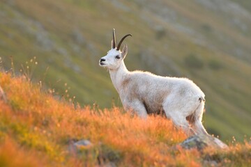 Obraz premium Chamois rupicapra rupicapra fawn western red deer male European graze in meadow nice eyes fur forest mountains, nice darling, widespread hunting animal care, hunted Europe