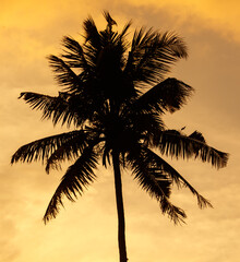 A palm tree is silhouetted against a cloudy sky