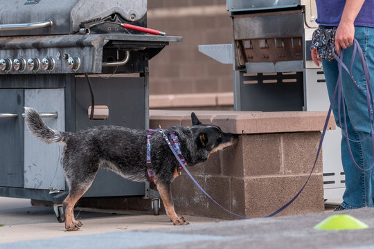 Cattle dog while finding an odor during scent work