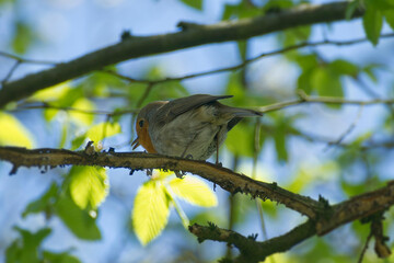 European robin (Erithacus rubecula) sitting on a tree branch in Zurich, Switzerland