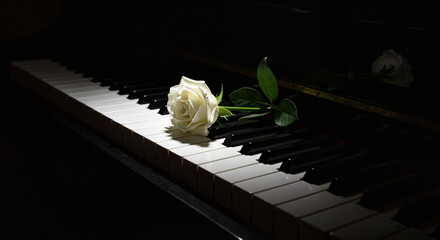 White rose on piano keys in dramatic low light, musical still life close-up from side angle with deep shadows