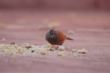A close-up shot of a house bunting bird eating on the ground
