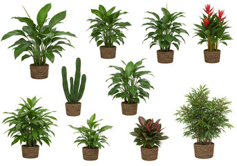 Collection of Potted Houseplants: A Variety of Indoor Plants