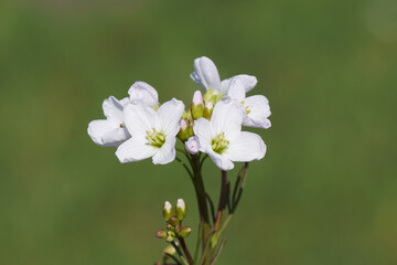 Close up flowers of cuckooflower, Cardamine pratensis. Family Brassicaceae. Green background. Spring, April, Netherlands.