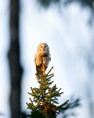 Ural owl on top of tree at sunset