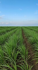 Field of Sugarcane Under Blue Sky – Tropical Agribusiness Scene