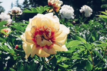 Beautiful bicolor peony flowers blooming in the garden, close-up view. Natural background.