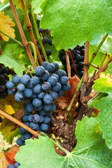 Cluster of ripe blue grapes on vine
