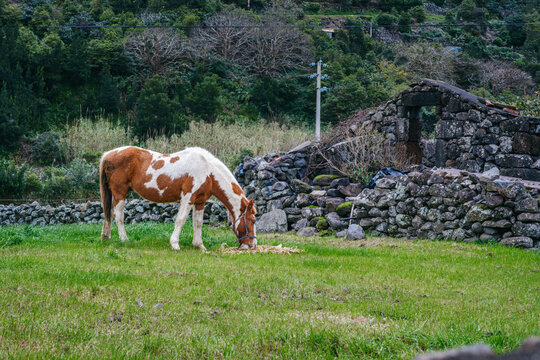 Peaceful Grazing Horse in Azorean Pasture: Brown and White Horse Feeding in a Lush Green Field, Sao Jorge, Azores, Portugal. Serene Rural Landscape