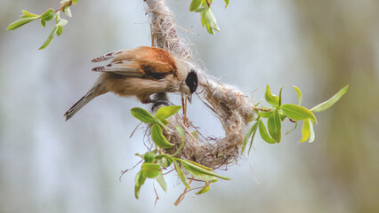 great tit on branch