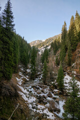river in the forest