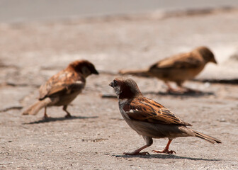 three Eurasian sparrow  ( Passer montanus ) looking for food on the floor
