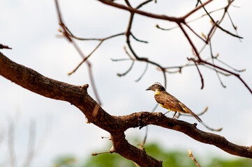 Great Kiskadee (Pitangus sulphuratus) bem-te-vi perched on a tree branch.