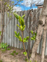 Close-up of young green leaves sprouting on a tree branch in early spring. Fresh growth and natural renewal in a backyard garden under soft daylight.