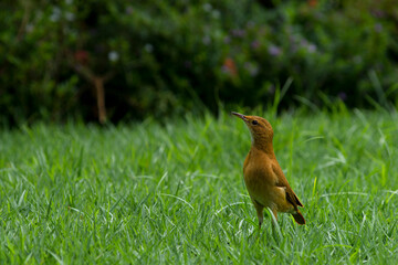 Rufous-bellied Thrush  ( sabiá-laranjeira ), Turdus rufiventris