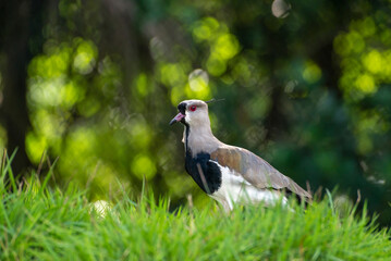 southern lapwing ( Vanells chilensis ) on the green grass.