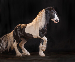 Fototapeta premium Adult male Gypsy Vanner horse stallion dances in front of black background