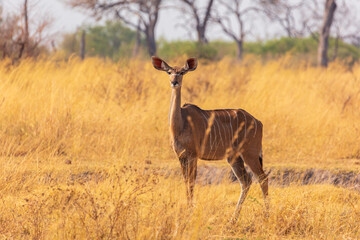 Greater Kudu (Tragelaphus strepsiceros); attentive female on savanna, Bwabwata National Park Namibia