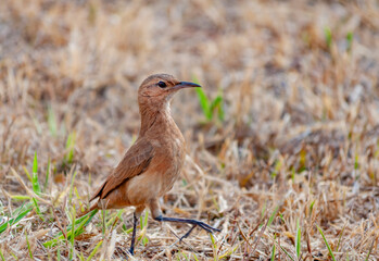 Rufous-bellied Thrush  ( sabiá-laranjeira ),.Turdus rufiventris