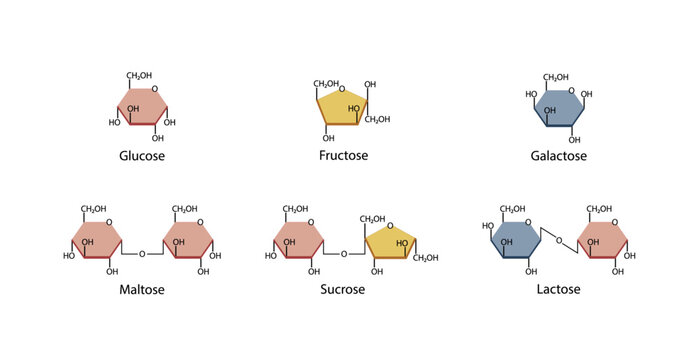 Carbohydrates Digestion. Maltase, Sucrase and Lactase enzymes catalyze disaccharides maltose, lactose and sucrose to monosaccharides, glucose, galactose and fructose molecules. Vector Illustration.