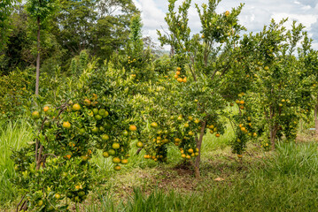 Cultivation of tangerines, fruits on the tree ready for harvest, organic forest system.
