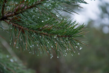 Raindrops on a pine branch with needles.