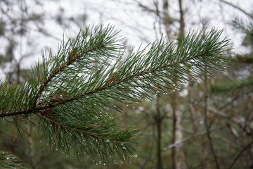 Raindrops on a pine branch with needles.