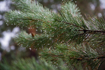 Raindrops on a pine branch with needles.
