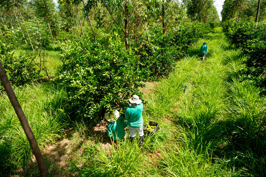agroforestry system, men picking limes on a plantation.
