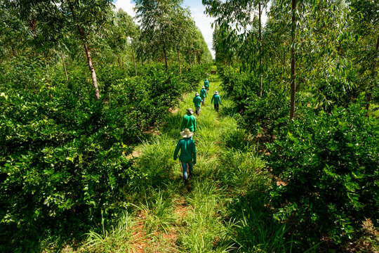 agroforestry system, men picking limes on a plantation, end of the workday, men leaving