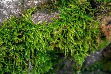 green moss on the stone